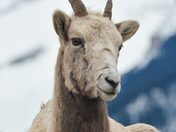 big horn sheep resting on a cliff 