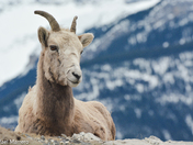 big horn sheep resting on a cliff 