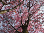 Petals in Peterborough