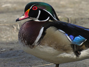 Wood duck Drake