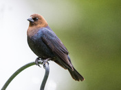 Brown headed cowbird