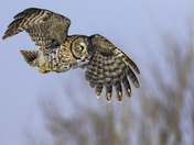 Great Gray Owl attitude