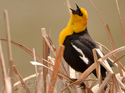 Yellow-Headed Blackbird