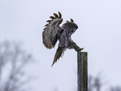 Chouette lapone landing