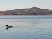 Loon of the Lake