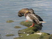 Duck,s in joying The Summer 