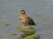 Duck,s in joying The Summer 