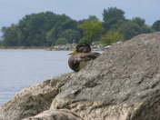 Duck,s in joying The Summer 