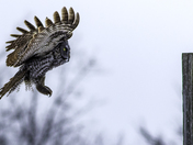Great Gray Owl flying 1