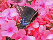 Butterfly and flower 