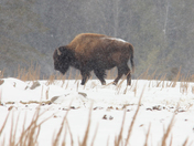 winter bison 