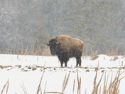 winter bison 