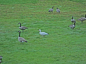 One snow goose and a number of canada 