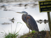 blue heron 