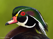 Wood Duck