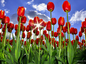 Abbotsford Tulip Festival