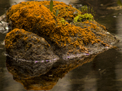 I am starting to lichen this