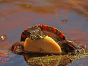 Panted Turtle 