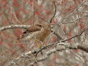 coopers hawk