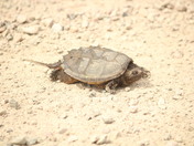 sanping turtle