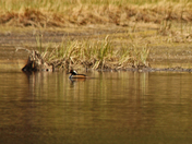 hoodeed merganser