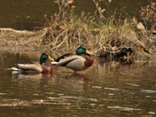 Mallard (M)