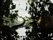 Under the shade of a sunlit pond