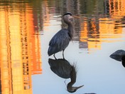 Cranes & Skyscrapers