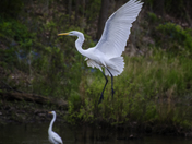 Dropping In On a Friend