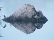 Lone Wood duck resting on a Rock