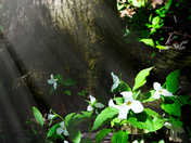 Ontario Trillium Sunbeam