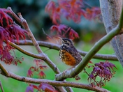 Baby robin leaves the nest