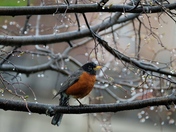 Robin in rain
