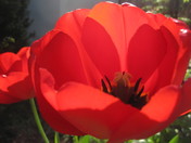 Riveting Ravishing Red tulip