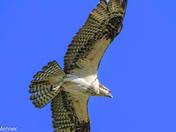 Osprey in Flight