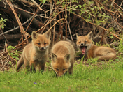 Fox Fammly 
