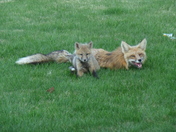 Mother Fox and Baby