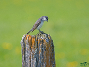 Eastern Kingbird