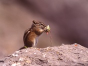 Least Chipmunk