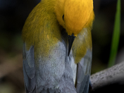 Posing, Praying or Preening ?
