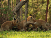 Red Fox Kits 