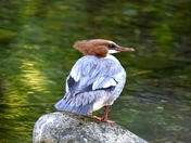 Merganser on the rock.