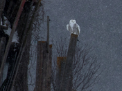 Snowy Owl
