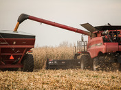 Corn Harvest