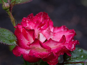 Raindrops on roses...