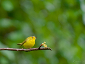 Wilson's Warbler