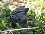 Chipmunk