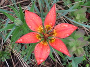Western Red Lilly.