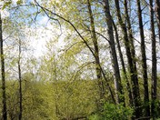 Rithet's Bog: Entry Path