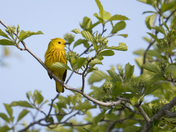 Yellow Warbler